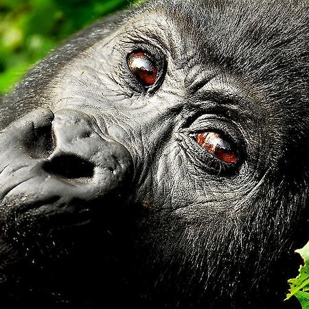Sanctuary Gorilla Forest Camp Hotel Ntungamo  Zewnętrze zdjęcie