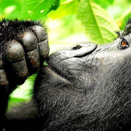Sanctuary Gorilla Forest Camp Hotel Ntungamo  Zewnętrze zdjęcie