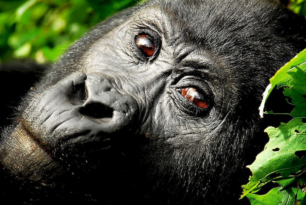 Sanctuary Gorilla Forest Camp Hotel Ntungamo  Zewnętrze zdjęcie