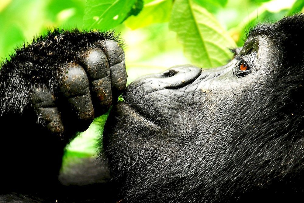 Sanctuary Gorilla Forest Camp Hotel Ntungamo  Zewnętrze zdjęcie