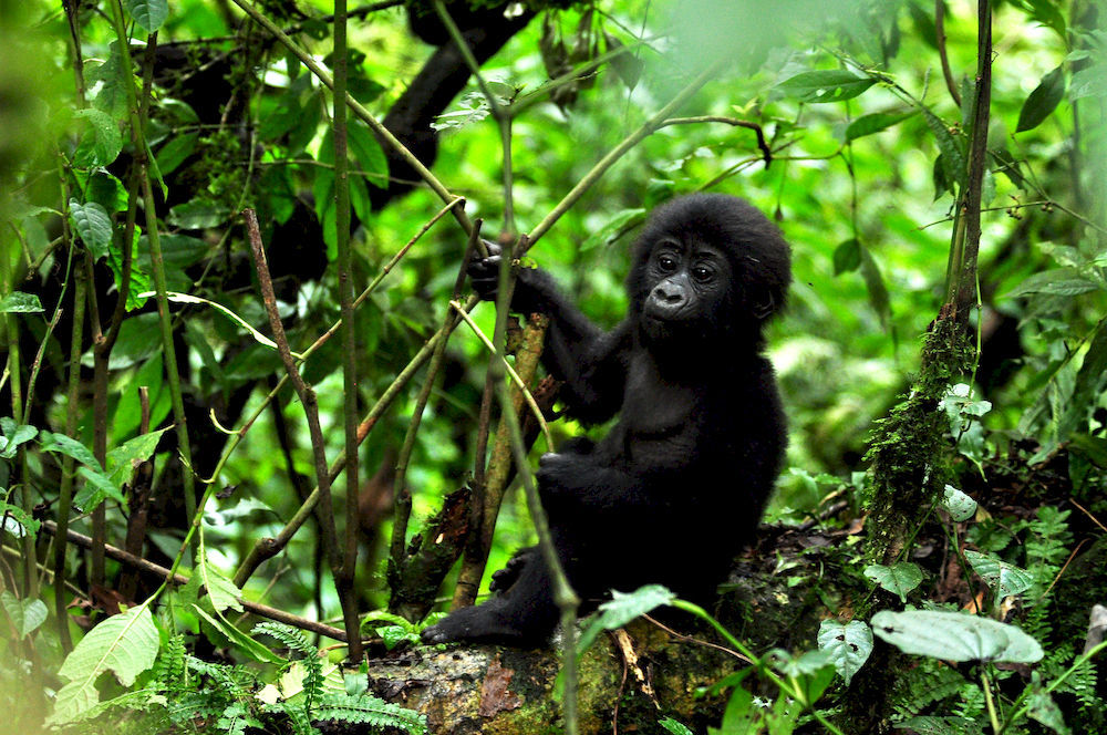 Sanctuary Gorilla Forest Camp Hotel Ntungamo  Zewnętrze zdjęcie