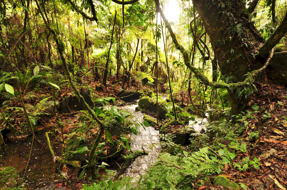 Sanctuary Gorilla Forest Camp Hotel Ntungamo  Zewnętrze zdjęcie